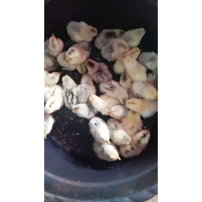 Doc Ayam kampung unggul Kub (JANAKA)  Top grade