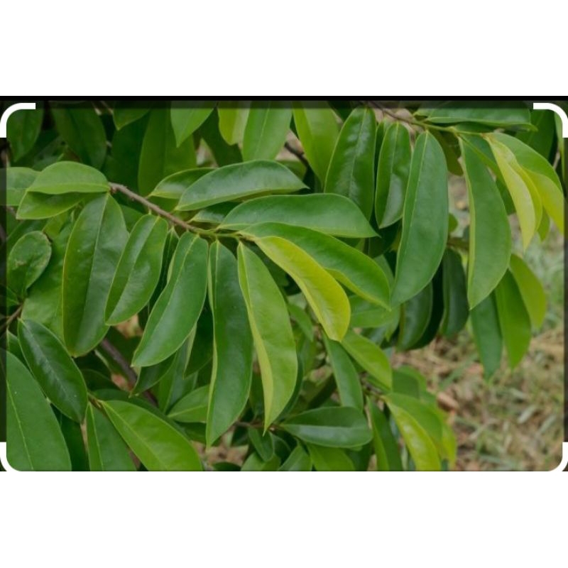 

daun sirsak segar dadakan 50 lembar + bonus 5 lembar