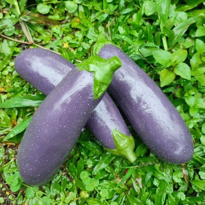 

Replika terong ungu ( 1pcs ) cocok untuk mainan anak-anak / edukasi / dummy / artificial / dekorasi / hiasan rumah / etalase toko