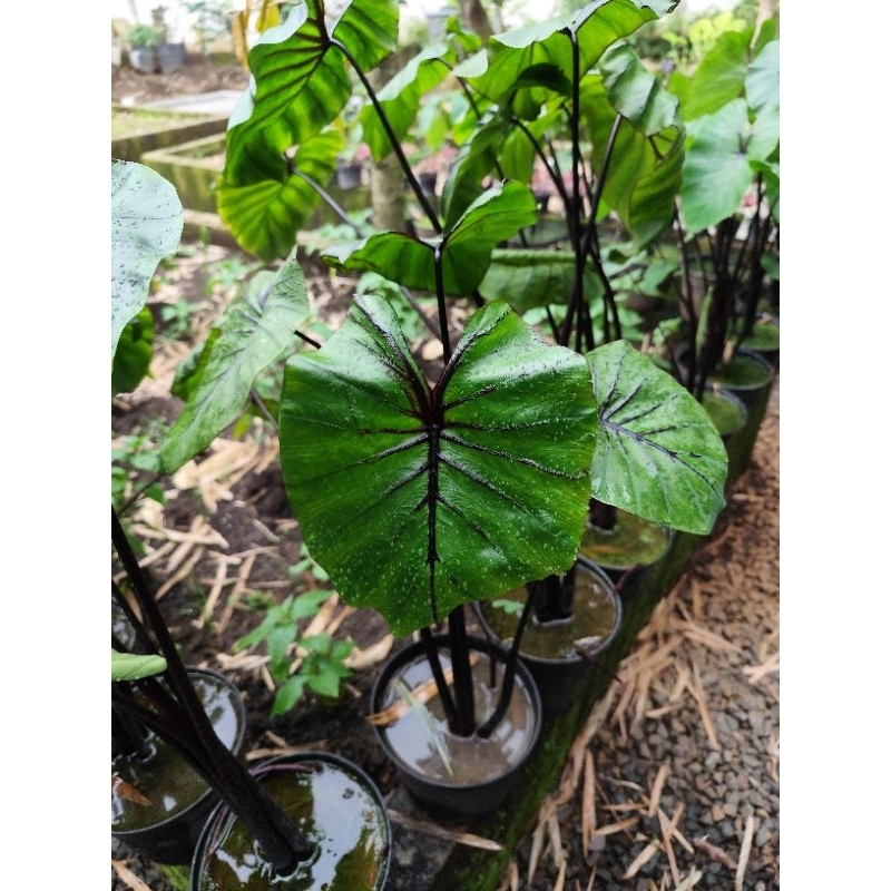 Colocasia Pharaoh Mask