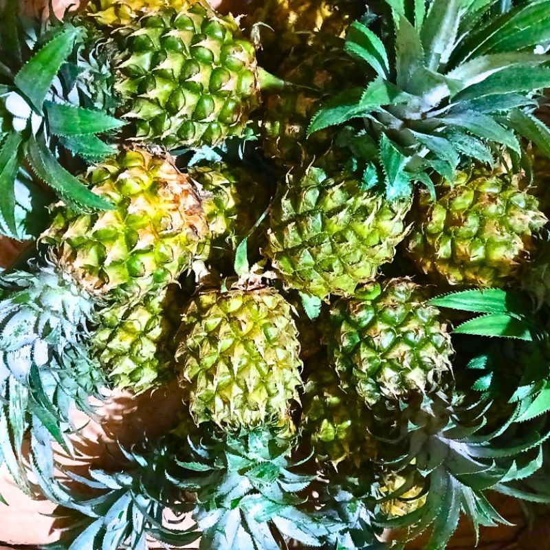 

Nanas Madu Hijau Pemalang