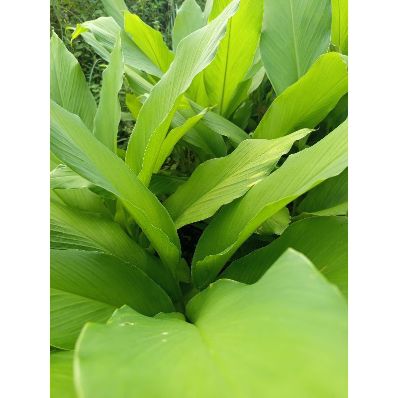 

daun kunyit segar 1kg