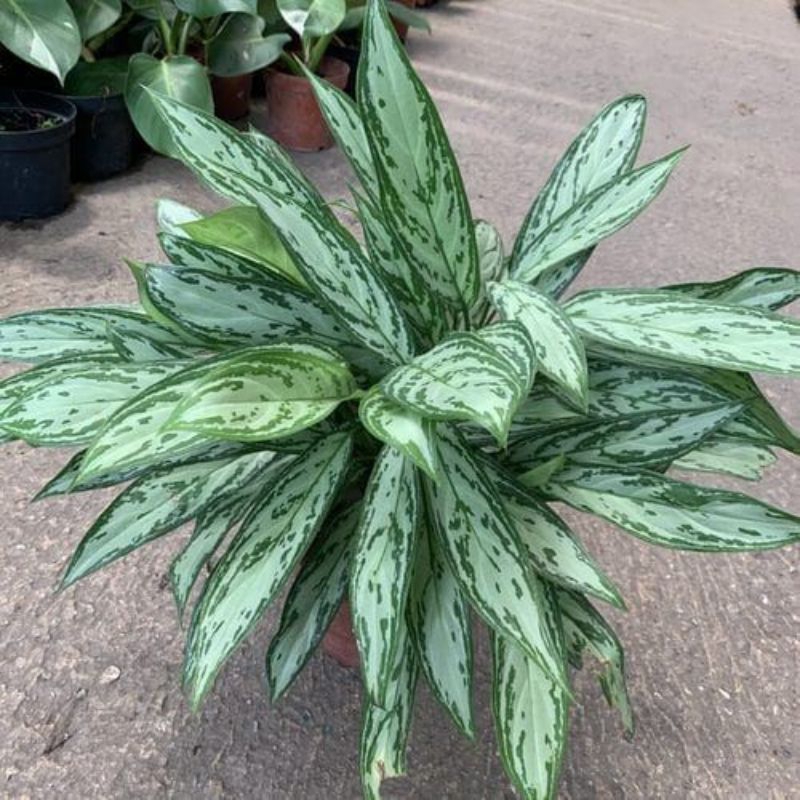 Tanaman aglonema sri rejeki / sri rejeki