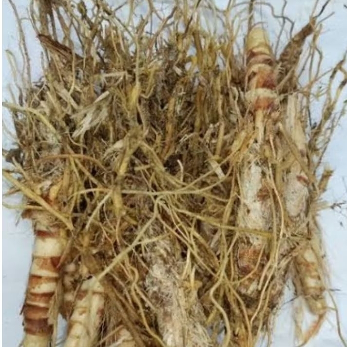 

Akar sereh wangi akar sereh Lanang sereh merah 300 gram-az