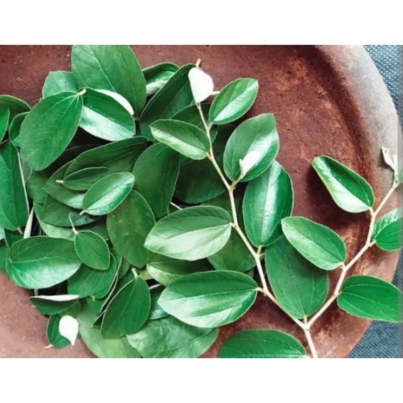 

daun bidara 100 lembar