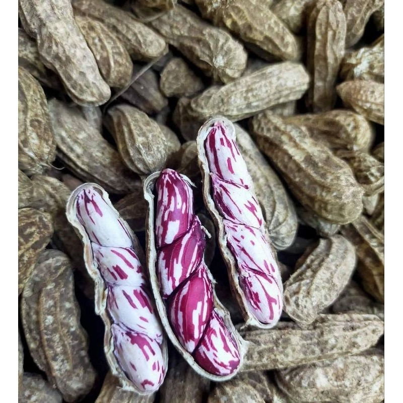 

Kacang Batik Madu 1kg – Gurih Manis & Bergizi | Camilan Sehat