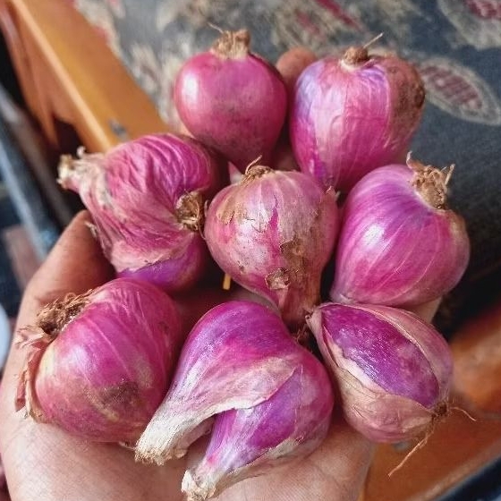 

bawang merah murahhh
