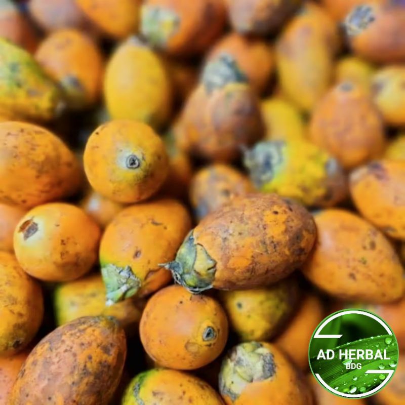 

Buah Pinang Tua Kuning Segar Isi Per 1 Kg