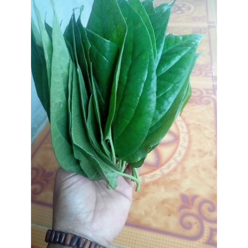 

daun sirih 20 lembar