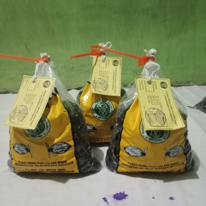 bibit kecambah sawit PPKS