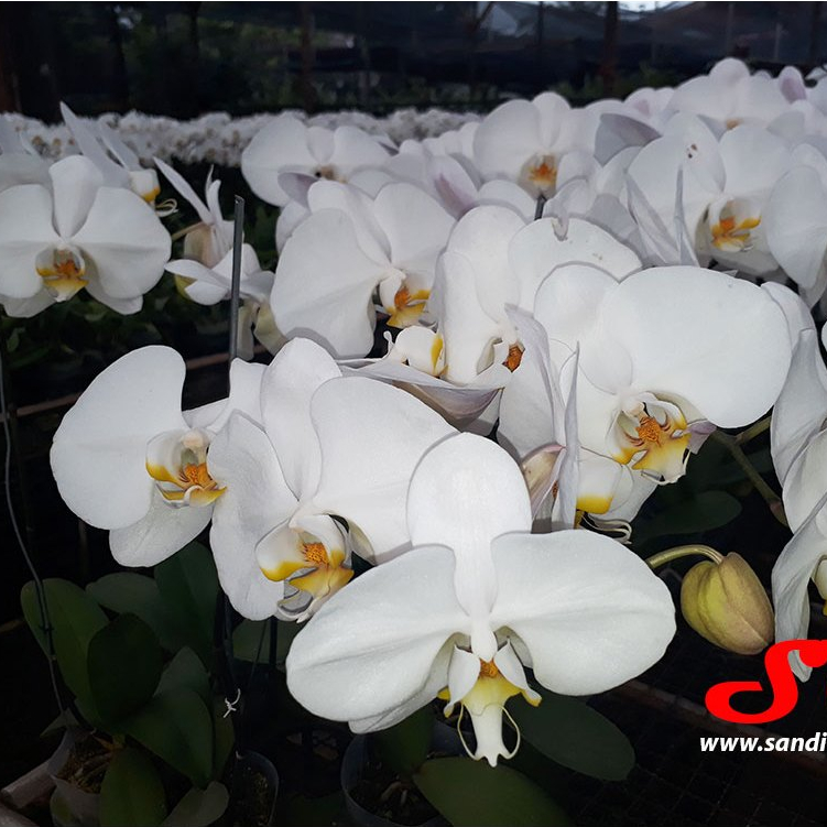 Anggrek Bulan Putih Lidah Kuning — Pesona Elegan untuk Rumah Anda