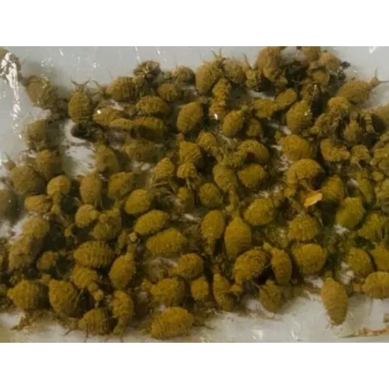 

Undur undur asli untuk kesehatan herbal isi 10 gratis 2