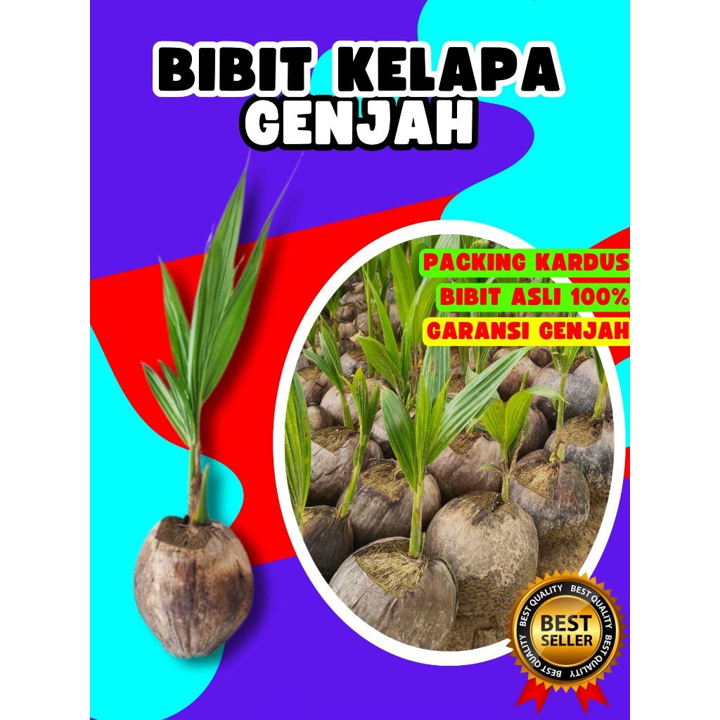 PALING DICARI.. Pohon Buah Kelapa Kopyor Asli, Pohon Buah Kelapa Kopyor Madu, Pohon Buah Kelapa Kopy