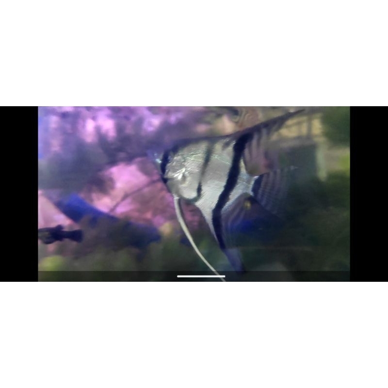 

Man fish, Silver Angelfish