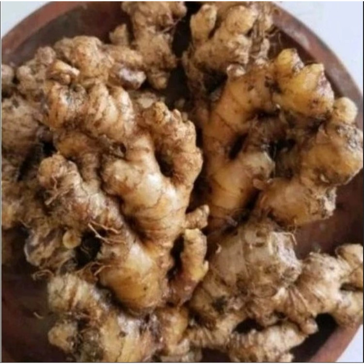 

Jahe Emprit Cuci Super 1kg / Jahe Emprit / Jahe Emprit Lokal / Jahe Lokal Emprit Segar / Fresh Local Emprit Ginger