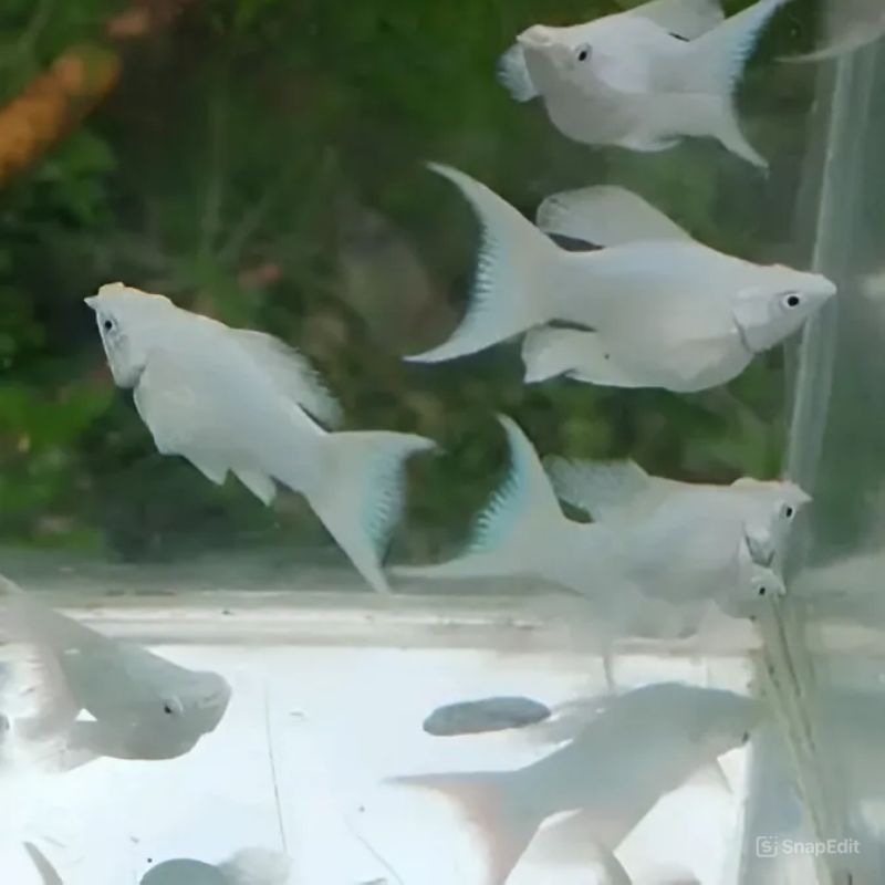 

Stiker Moly Platinum Cawang Rmj