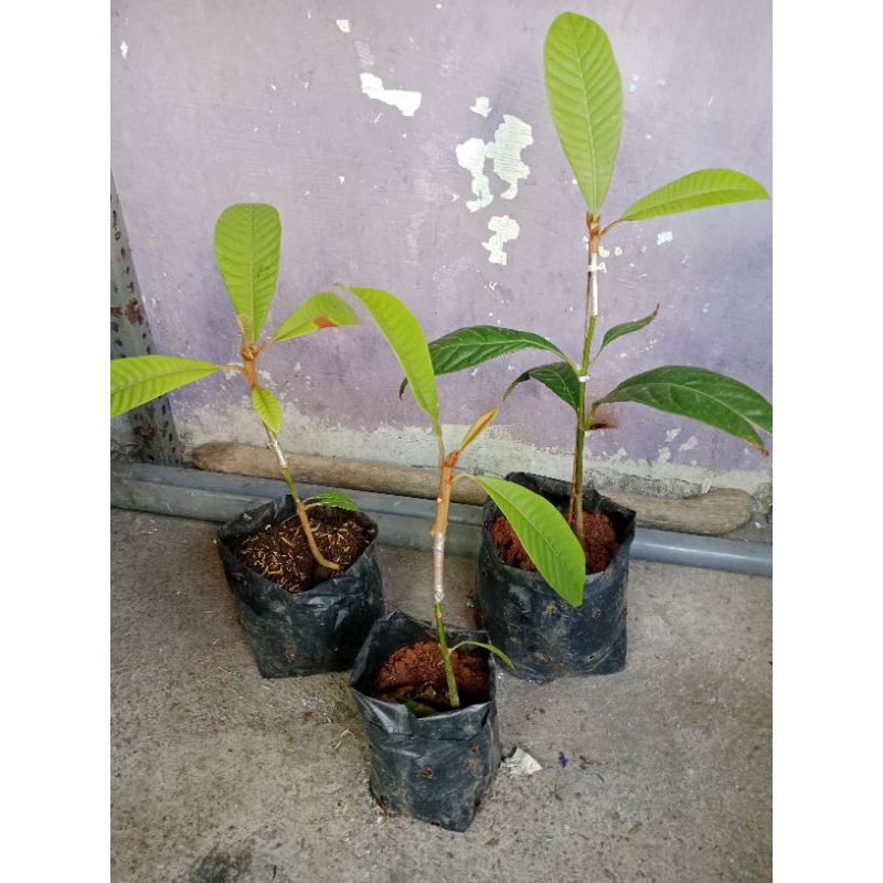 mamey sapote keywest