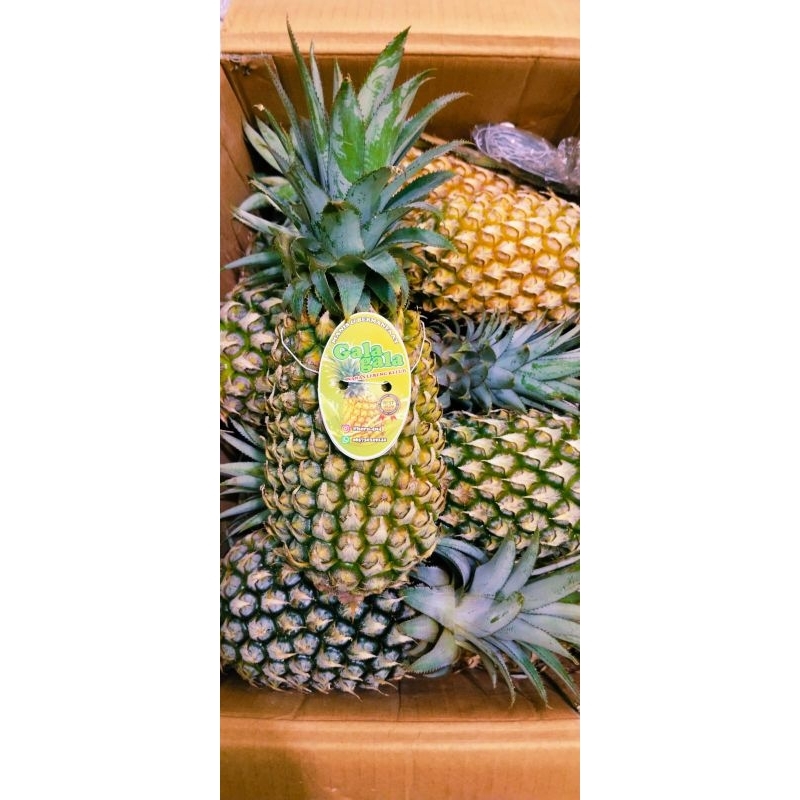 

Nanas Madu Kelud Jumbo Grade A