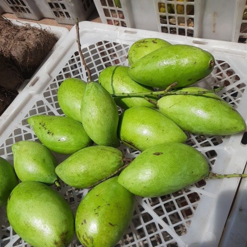

mangga muda kecil