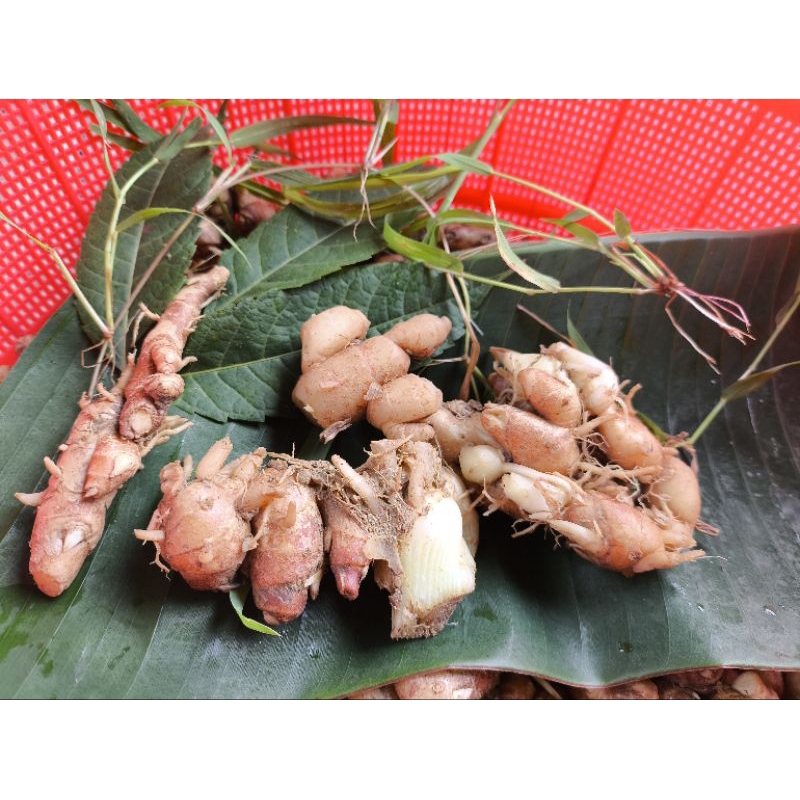 

kencur cigur tua fresh bersih