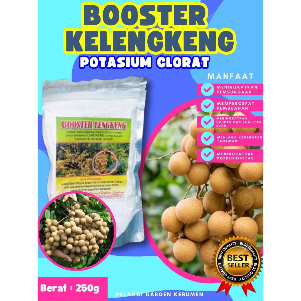HASIL PANEN BERLIPAT  Booster Kelengkeng Cangkok, Booster Kelengkeng Cangkok Batang Besar Berbuah, B