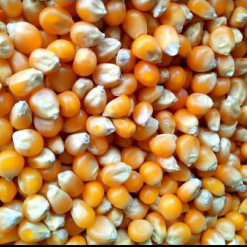 

jagung popcorn pop corn mentah