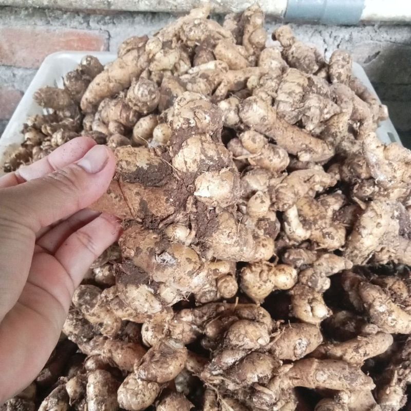 

kencur segar tua asli Boyolali 1kg