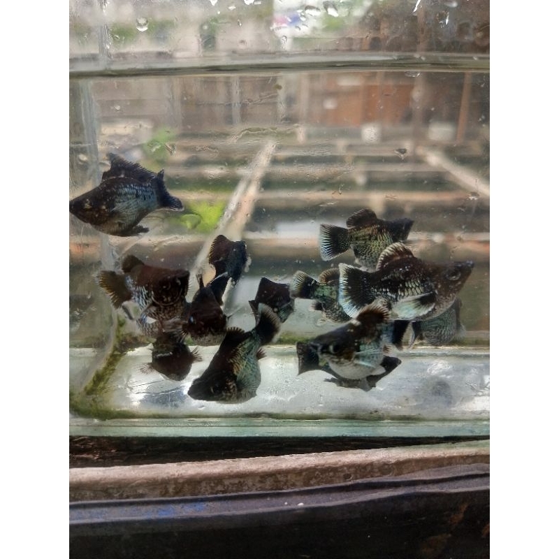 molly balon blue elektrik