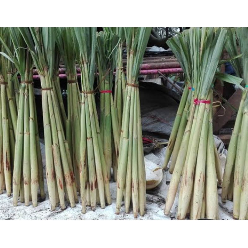 

Tebu.sayur/tebu telur isi.10