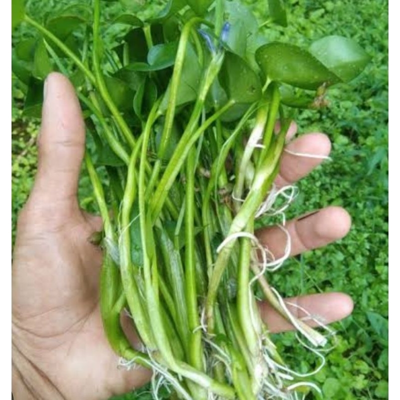 

Eceng sayur segar eceng sawah segar 250 gram-az