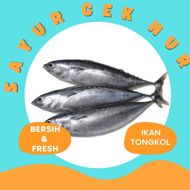 

IKAN TONGKOL FRESH & BERSIH PALEMBANG
