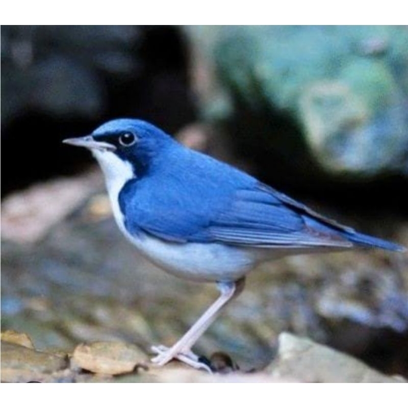 SIBERIAN BLUE ROBIN JANTAN
