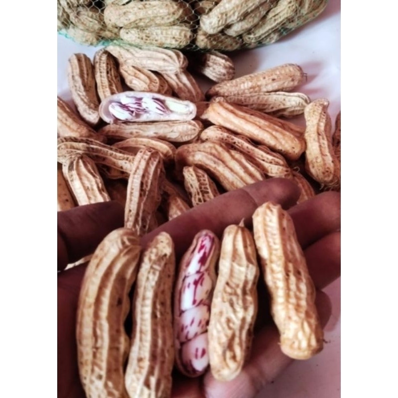 

kacang kulit lurik/batik pulen asli segar 500gram