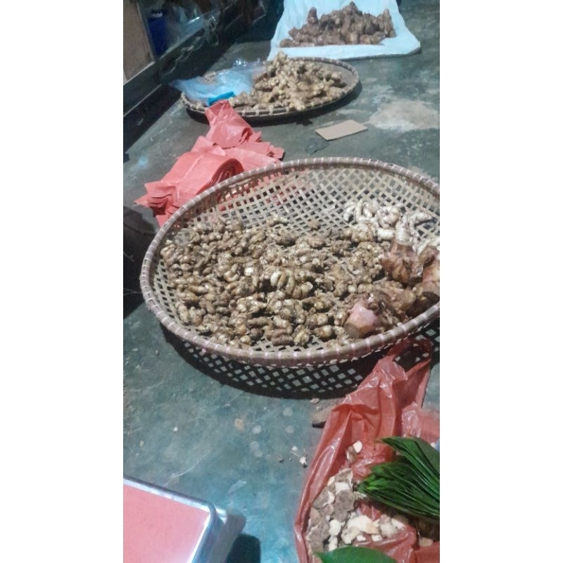 

500 gram Kencur Segar Tua Tidak Cuci Cikur Fresh Harga Grosir Bergaransi Uang Kembali Jika Busuk