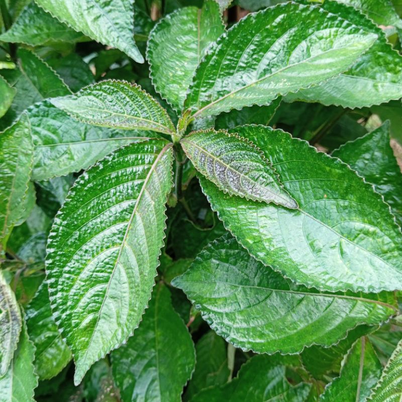 

Daun kejibeling atau pecah beling segar 500 gram