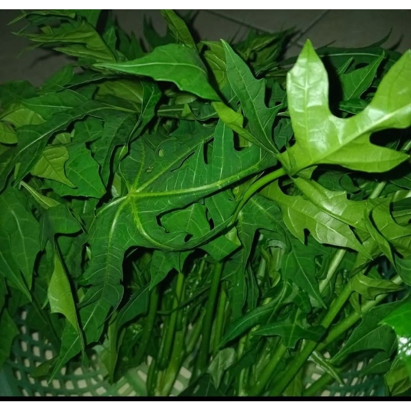 

daun pepaya jepang/caya caya di jual per ikat
