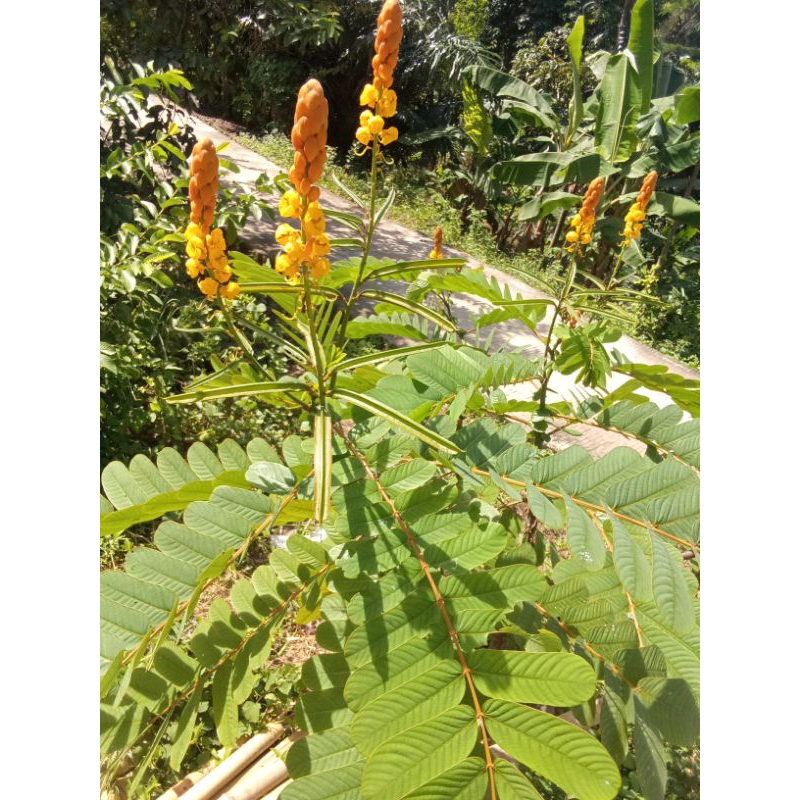 

daun ketepeng per100 lembar untuk gatal2 kulit/hapur kulit/kurap