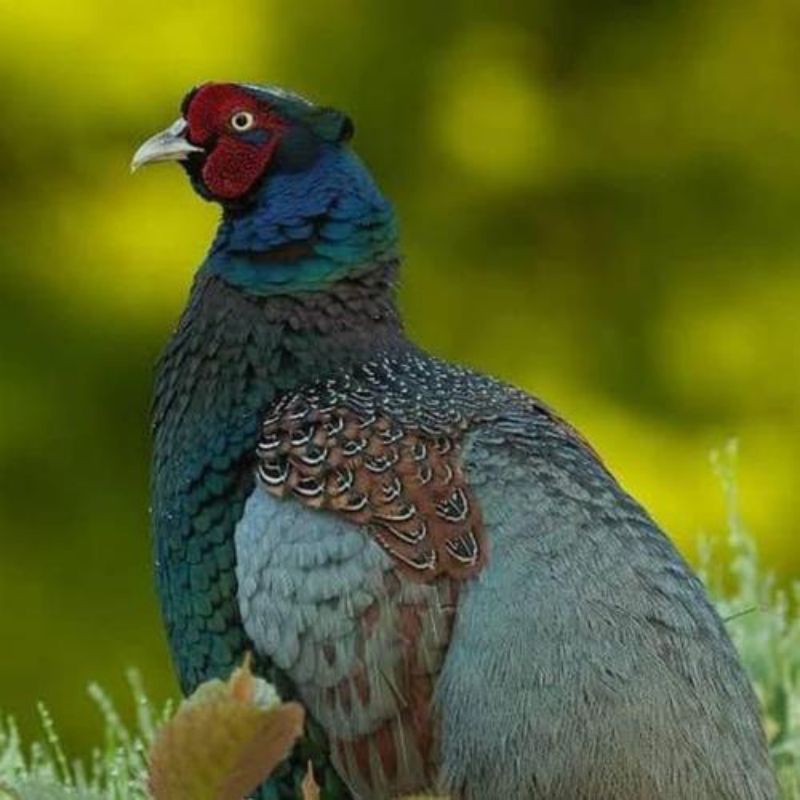 

telur ayam hias green ringnenck Pheasant fertil original siap menetas