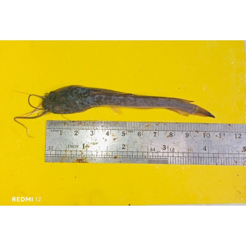 Bibit Lele Sangkuriang Uk.10-11Cm