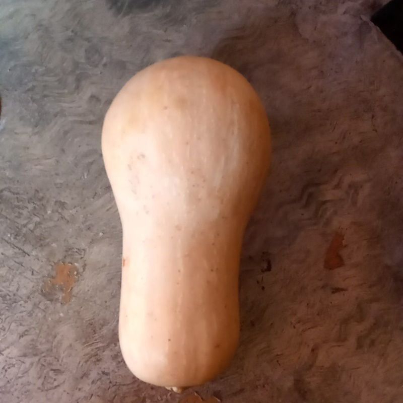 

labu madu/buternut pumkin 1 kg pulen