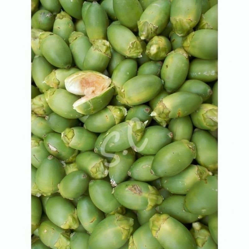 

Buah pinang muda fresh 1kg