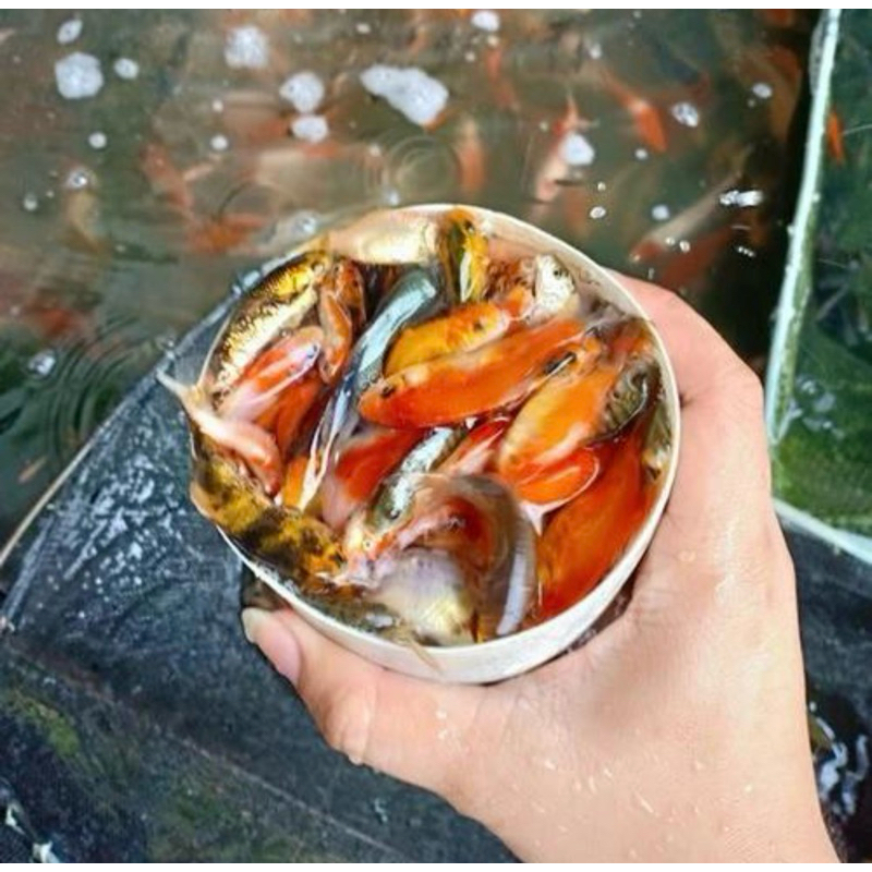 Ikan Mas Pakan Ikan Predator 1 Liter