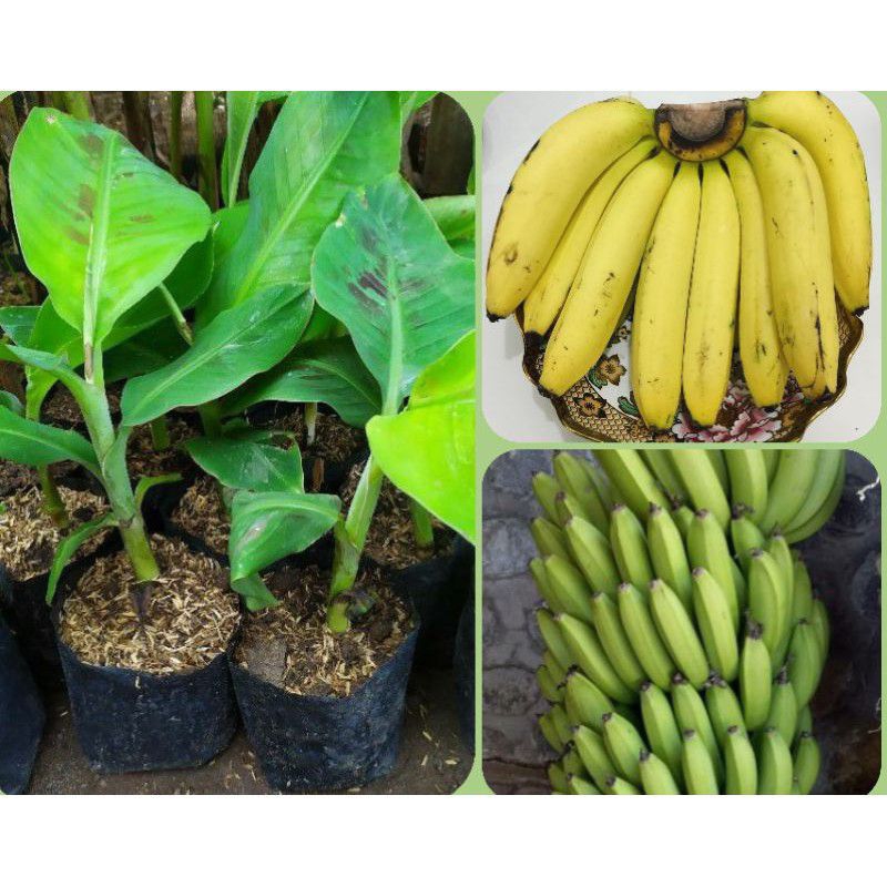 pohon pisang ambon / bibit pisang ambon asli