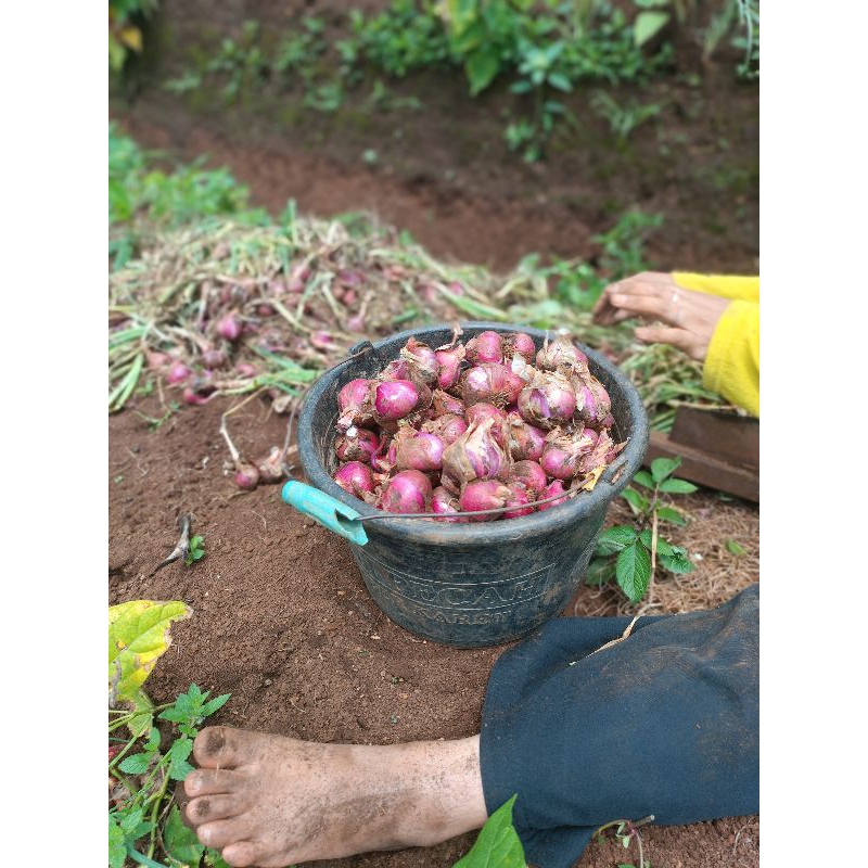 

Bawang merah1kg