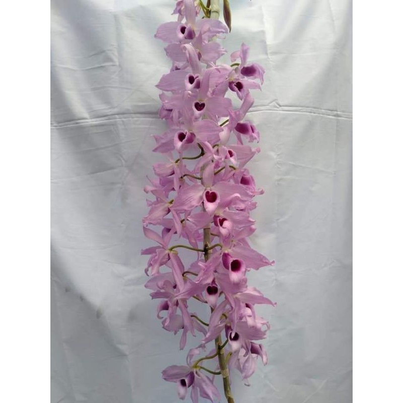 Dendrobium Anosmum Gigantea