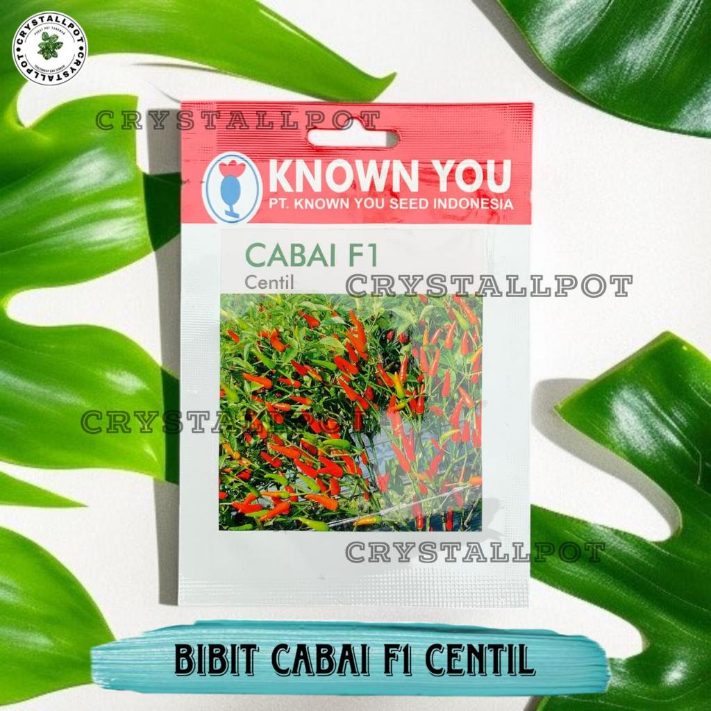 Benih Bibit Cabe Rawit Centil F1 Known You Seed - KYS CABAI RAWIT CENTIL F1