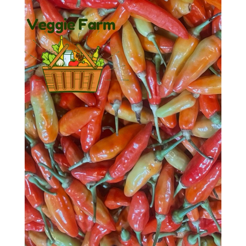 

Veggie Farm - Cabe Rawit Merah PALING MURAH