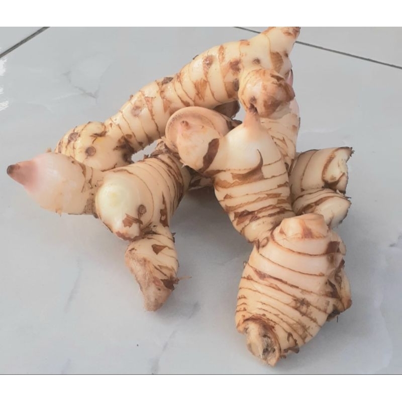 

Lengkuas/Laos segar campuran bumbu dapur