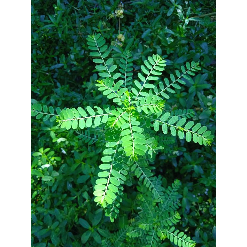 

Daun meniran hijau fress 100gram dipetik saan pesanan masuk untuk pengobatan