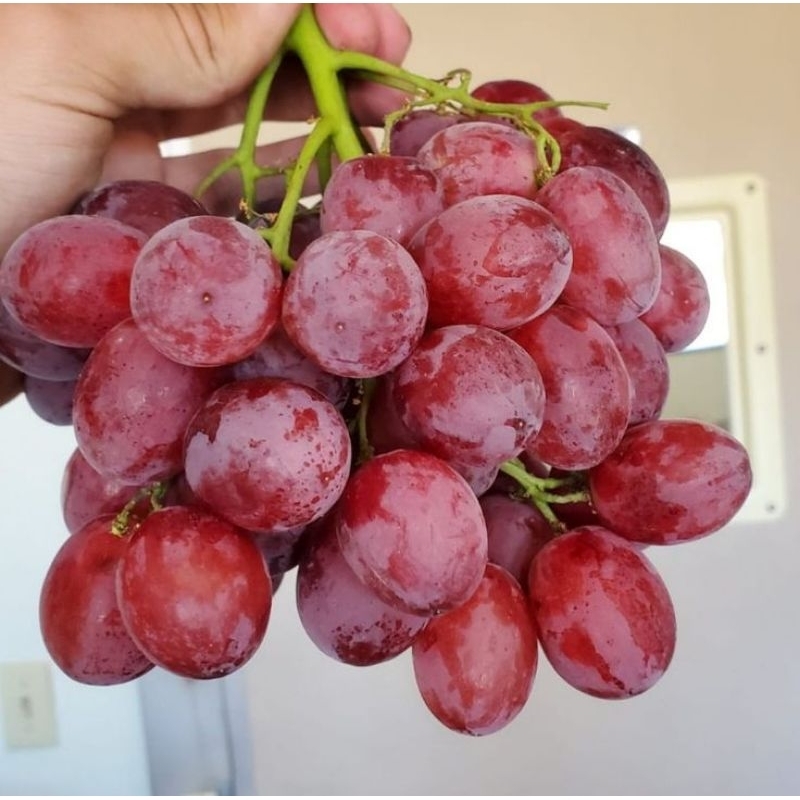 

ANGGUR AUSY IMPORT 500gr